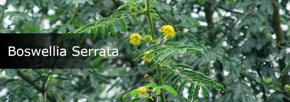 Boswellia Serrata